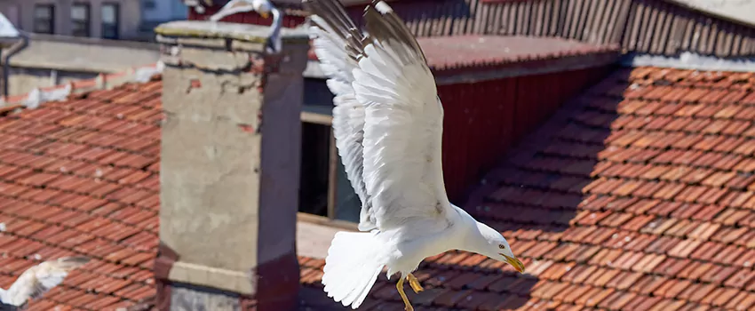 Residential Chimney Animal Removal Solution in Holyoke, MA