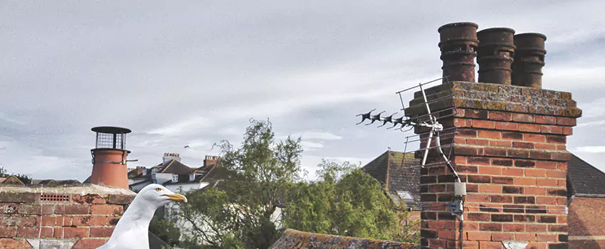 Chimney Cleaning And Restoration in Holyoke, Massachusetts